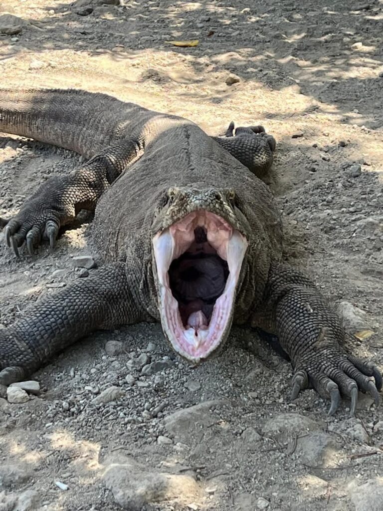 flores to Lombok cruisse 4days 3night